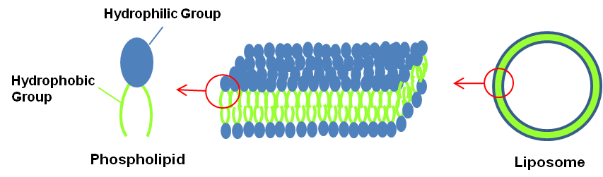 Liposome