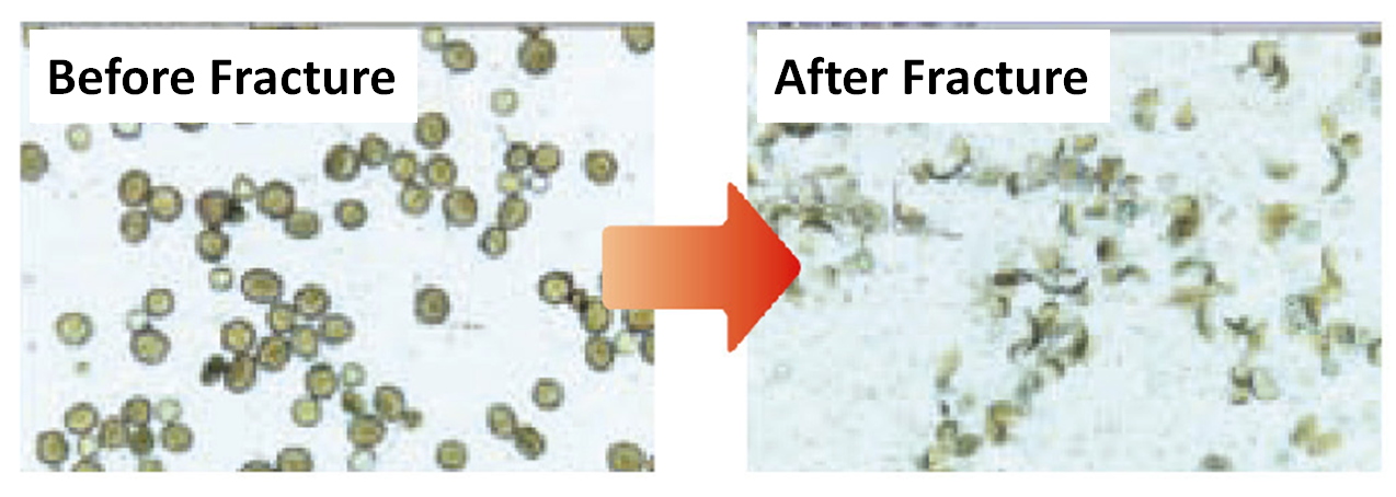 Fracruring of Outer Shell of Pollen